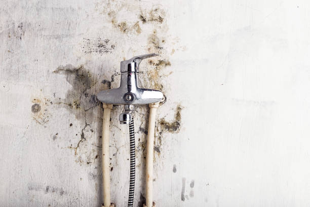 Best Mold Cleaning Services  in Columbia, IL