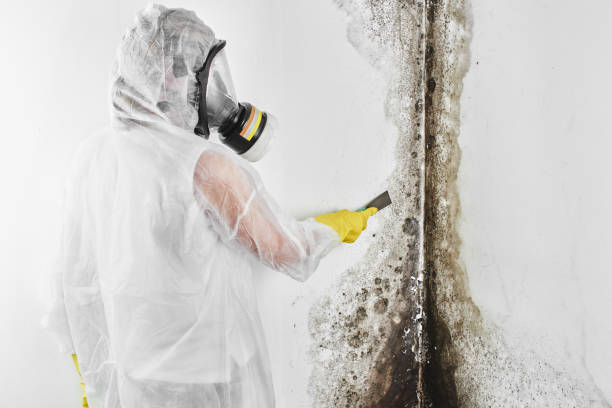 Professional Mold Removal in Columbia, IL