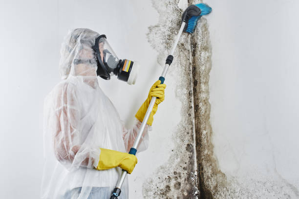 Best Mold Testing  in Columbia, IL