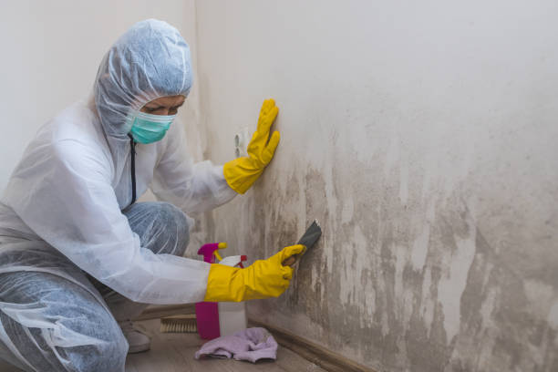 Certified Mold Removal in Columbia, IL