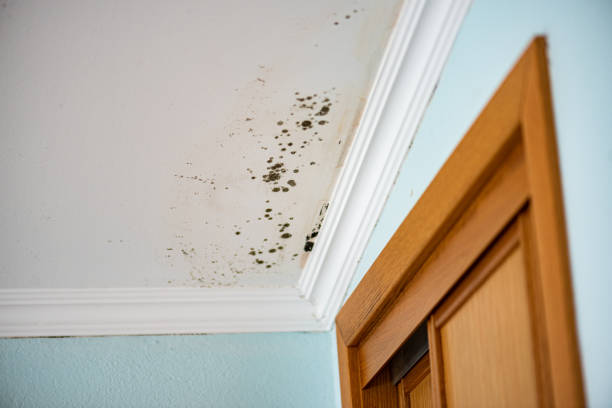 Best Mold Testing  in Columbia, IL