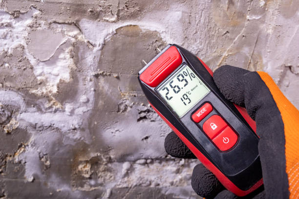 Best Local Mold Removal Service  in Columbia, IL