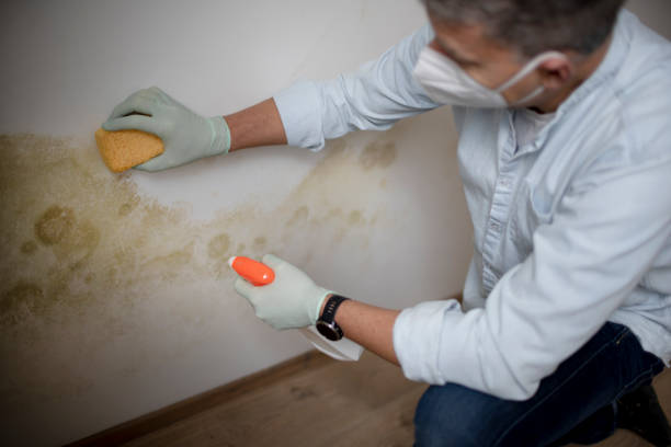 Best Mold Removal Near Me  in Columbia, IL
