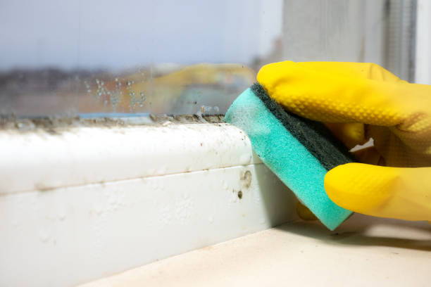 Best Best Mold Removal Companies  in Columbia, IL