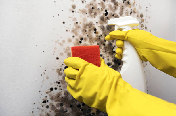 Best Mold Remediation  in Columbia, IL