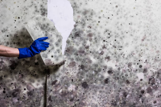 Best Water Damage Restoration  in Columbia, IL