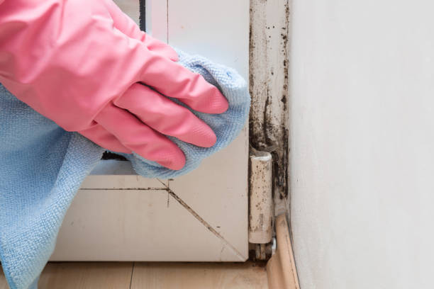 Best Toxic Mold Removal  in Columbia, IL