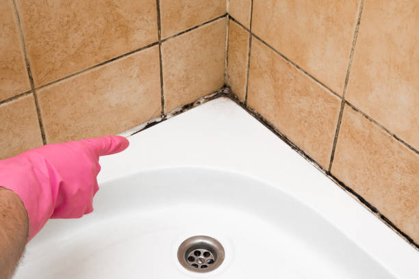 Best Certified Mold Removal  in Columbia, IL
